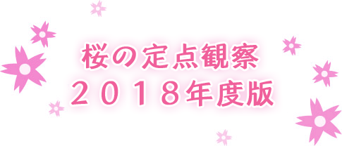 桜の定点観察 2018年度版